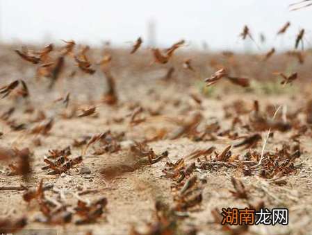 唐玄宗时期爆发蝗灾 姚崇是怎么劝唐玄宗灭蝗虫的