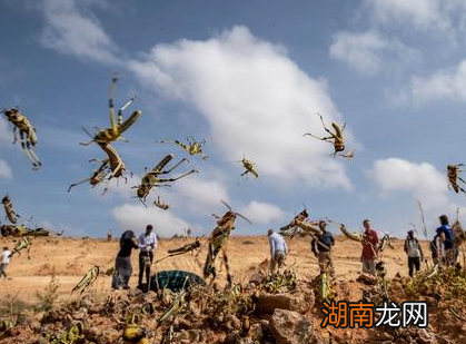 古代闹蝗灾的时候 农民们为什么不去吃蝗虫