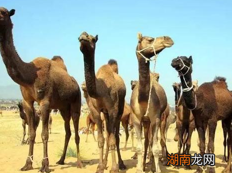 元朝皇陵究竟埋葬什么地方 为何至今都没有发现过一座皇陵