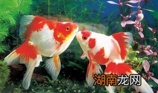 夏天养金鱼注意事项 夏天养金鱼注意事项介绍