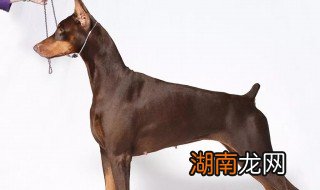 新手养杜宾要注意什么 新手养杜宾需要注意什么