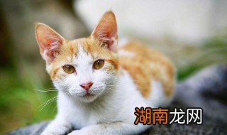 为什么不给猫吃熟牛肉 为什么不可以猫吃熟牛肉