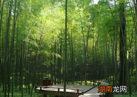 古代北方是有竹林存在的 竹子最后为何会向南迁移