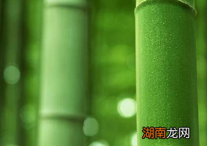 古代北方是有竹林存在的 竹子最后为何会向南迁移