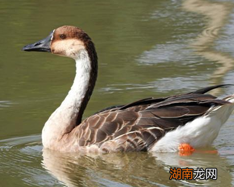 古代皇子是如何迎娶新娘子的 给他做媒的人又是谁