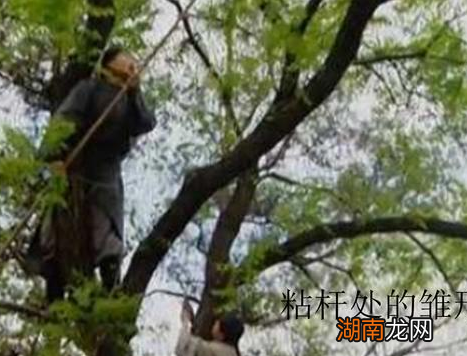 明朝特务机构那么多 清朝真的一个特务机构都没有吗