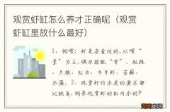 观赏虾缸里放什么最好 观赏虾缸怎么养才正确呢