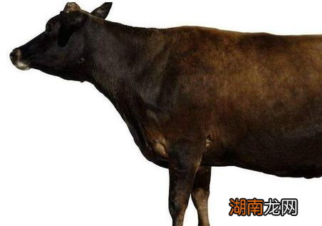 在农耕社会的古代 古人吃牛肉真的和电视演的那么随意吗