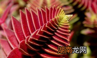 茜之塔开花怎么修剪 茜之塔开花是否要修剪
