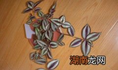 吊竹梅要不要打顶