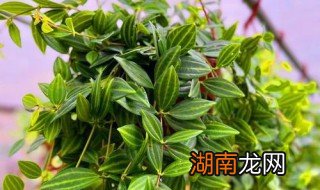 翡翠植物的养殖方法 翡翠植物怎么养活