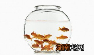 龙鱼和什么鱼混养最好 龙鱼可以和什么鱼混养