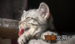 猫咪舔人什么意思 猫咪舔人含义