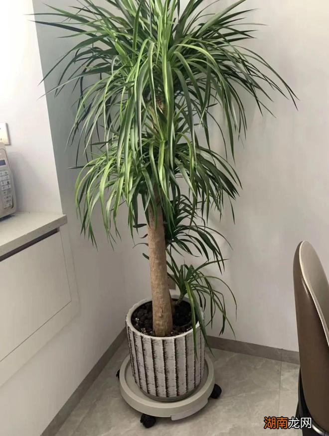 这10样家居品出圈了，用过的网友都称赞：它们简直是来报恩的！