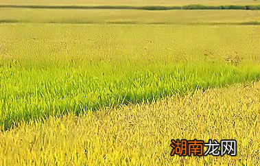 南宋时期百姓生活水平那么高 百姓上面的食谱都有哪些变化