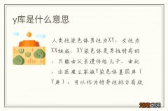 y库是什么意思