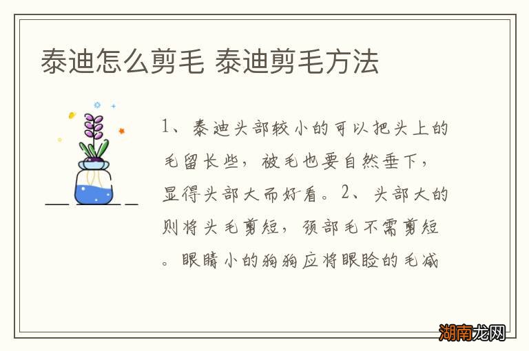 泰迪怎么剪毛 泰迪剪毛方法