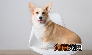 发财吉祥物的动物名称 吉祥发财的宠物名字大全