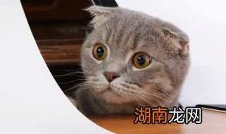 给猫起个发财的名字大全 给猫咪取名字发财寓意
