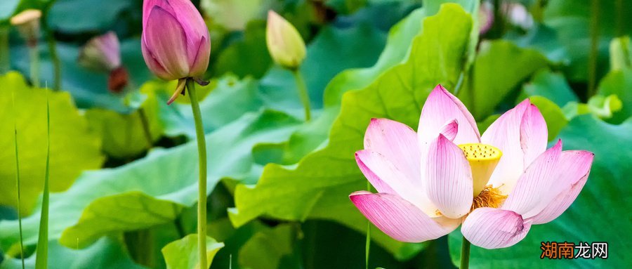 附美食指引 佛山三水有什么好玩的景点?