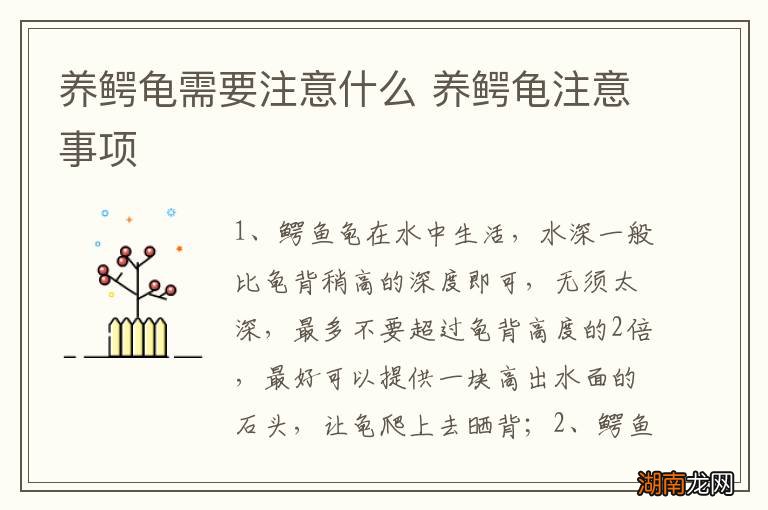 养鳄龟需要注意什么 养鳄龟注意事项