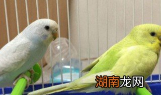 养虎皮鹦鹉需要注意什么 养虎皮鹦鹉的注意事项