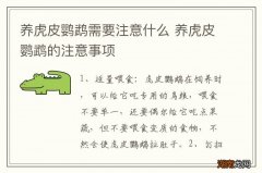 养虎皮鹦鹉需要注意什么 养虎皮鹦鹉的注意事项