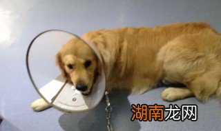 买狗狗需要注意什么 买狗狗需要注意事项