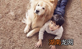 养金毛幼犬需要注意什么 养金毛幼犬的注意事项