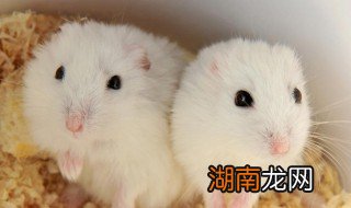 刚断奶的仓鼠吃什么 刚断奶的仓鼠可以不吃什么东西