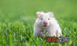 新买的仓鼠要注意什么 新买的仓鼠养殖注意事项