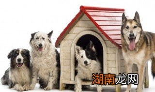 狗狗拉肚子了怎么办 狗狗拉肚子了如何做