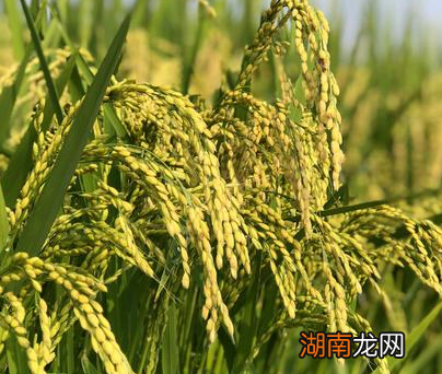 清朝人口大爆炸是因为土豆和番薯吗 真相到底是什么样的