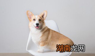 全价狗粮什么意思 全价狗粮的意思是