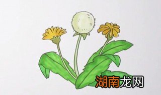 蒲公英怎么画 蒲公英简笔画教程