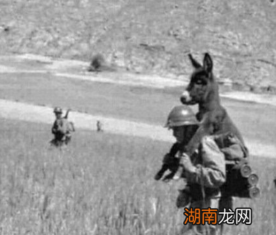 古代骡子也是常见的大型牲口 古人打仗会骑骡子吗