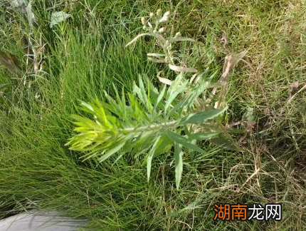 洪秀全临死前有多疯狂 简直就是一个神经病