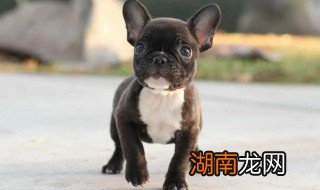 纯种法斗犬图片 串种法斗如何养好