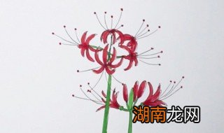 彼岸花怎么画 彼岸花简笔画教程