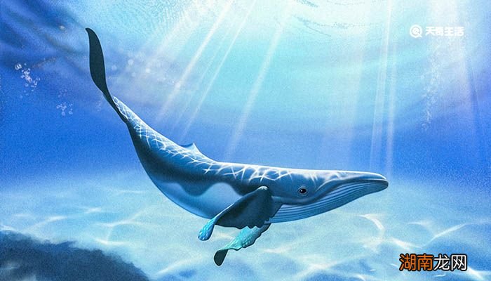 鲸鱼有哪些分类 鲸鱼常见品种有哪些