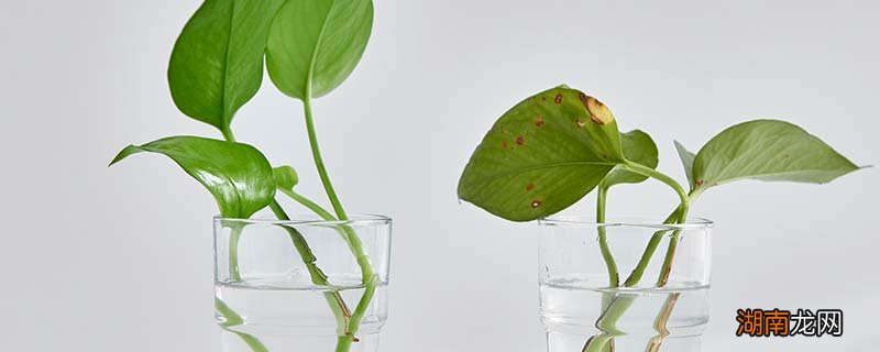 绿萝有没有毒 绿萝叶子发黄是什么原因