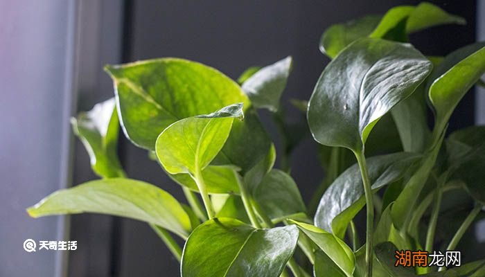 绿萝有没有毒 绿萝叶子发黄是什么原因