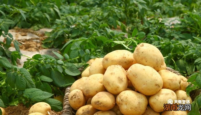 山东枣庄特产有哪些土特产 枣庄特产有哪些土特产