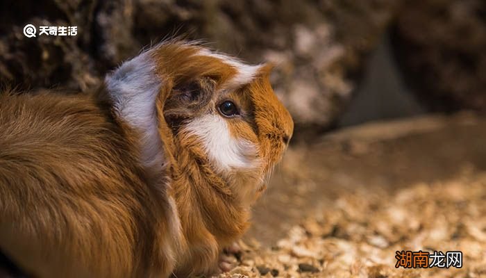 荷兰猪是什么动物 荷兰猪栖息环境