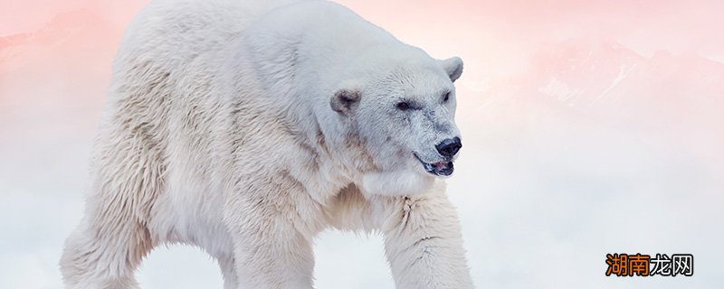 熊会冬眠么 熊的生活习性