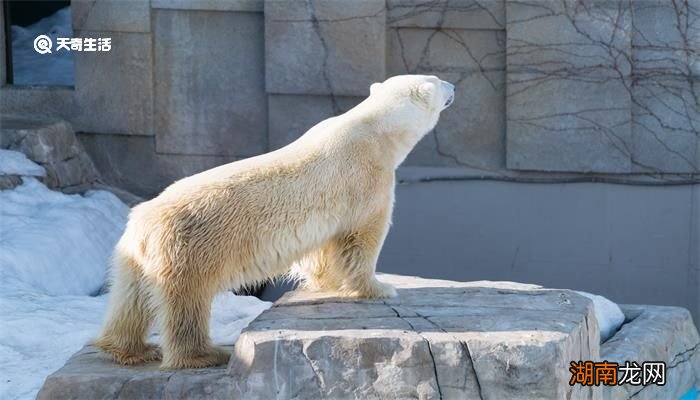 北极熊是不是冷血动物 北极熊生活在哪里