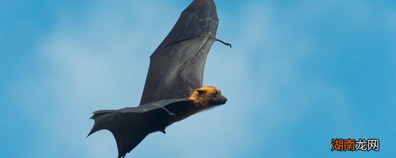 蝙蝠怎么睡觉 蝙蝠是鸟类吗