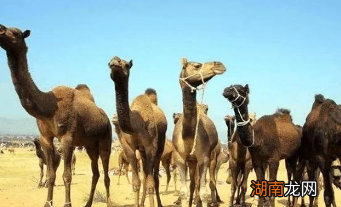 元朝帝王的墓地究竟在哪里？为什么找不到他们的陵墓？