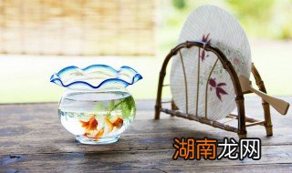 金元宝鱼怎么养日常管理 金元宝鱼养殖方法以及日常管理