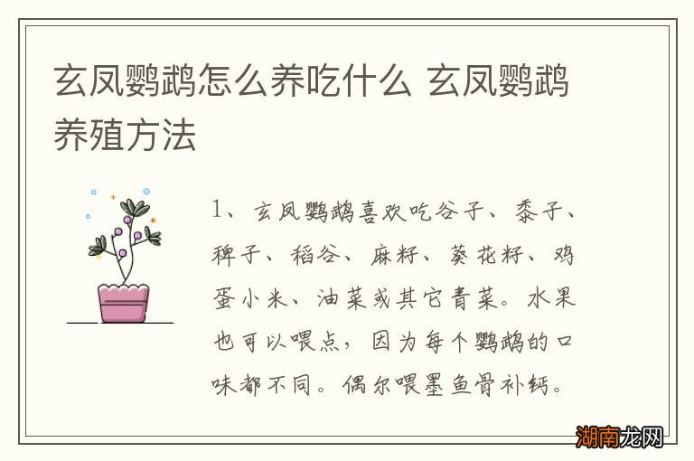 玄凤鹦鹉怎么养吃什么 玄凤鹦鹉养殖方法